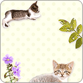 実写キャット